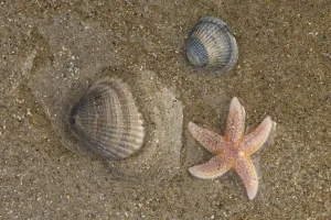 Common Starfish (Asterias rubens) and Common Cockle (Cerastoderma edule) on the beach