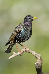 Germany Prints: Common Starling (Sturnus vulgaris), Lower Saxony, Germany