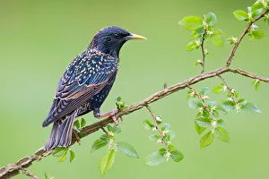 Common Starling (Sturnus vulgaris), Brandenburg, Germany