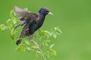 Common Starling (Sturnus vulgaris), Brandenburg, Germany
