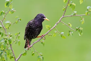 Common Starling (Sturnus vulgaris), Brandenburg, Germany