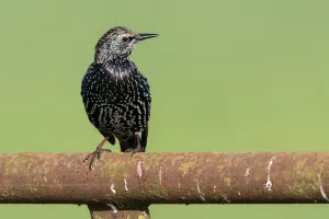 Common Starling (Sturnus vulgaris) perched on a rusty fence, polder Arkemheen, The netherlands Common Starling (Sturnus vulgaris) perched on a rusty fence, polder Arkemheen, The netherlands