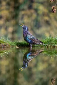 Common Starling (Sturnus vulgaris) in breeding plumage standing in a pool, singing, Essex, United Kingdom Common Starling (Sturnus vulgaris) in breeding plumage standing in a pool, singing, Essex, United Kingdom