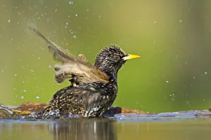 Common Starling (Sturnus vulgaris) bathing, Rhineland-Palatinate, Germany