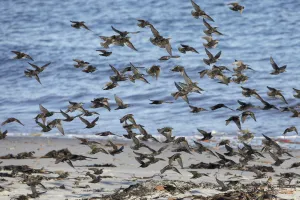 Germany Prints: Common Starling (Sturnus vulgaris) flock flying, Schleswig-Holstein, Germany