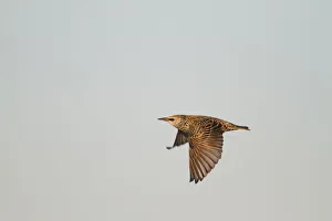 Germany Prints: Common Starling (Sturnus vulgaris) flying, Schleswig-Holstein, Germany
