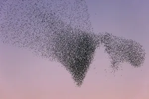 Common Starling (Sturnus vulgaris) huge flock flying, Lower Saxony, Germany