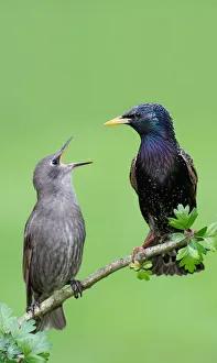 Common Starling (Sturnus vulgaris) juvenile begging for food, Brandenburg, Germany