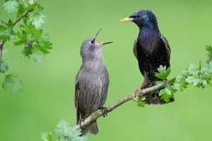 Common Starling (Sturnus vulgaris) juvenile begging for food, Brandenburg, Germany