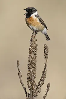 Common Stonechat (Saxicola torquata) singing, Noord-Holland, The Netherlands Common Stonechat (Saxicola torquata) singing, Noord-Holland, The Netherlands