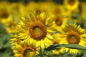 Common Sunflower (Helianthus annuus) flowers, Japan