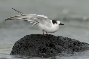 Australia Prints: Common Tern-longipennis (Sterna hirundo longipennis), Victoria, Australia