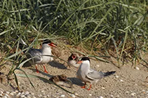 Germany Prints: Common Tern (Sterna hirundo) juvenile, Lower Saxony, Germany
