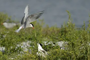 Seabird Prints: Common Tern (Sterna hirundo) and Sandwich Tern (Thalasseus sandvicensis), Texel
