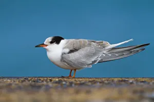Common Tern (Sterna hirundo), Schleswig-Holstein, Germany