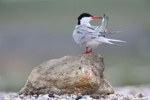 Seabird Prints: Common Tern (Sterna hirundo), Texel, The Netherlands