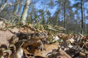 Common Toad (Bufo bufo) waking up after hibernation, Veluwe, The Netherlands Common Toad (Bufo bufo) waking up after hibernation, Veluwe, The Netherlands