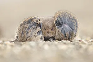 Autumn Prints: Three Common Voles (Microtus arvalis)