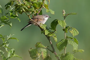 Common Whitethroat (Sylvia communis) perched on a branch amidst vegetation, Gelderland, The Netherlands Common Whitethroat (Sylvia communis) perched on a branch amidst vegetation, Gelderland, The Netherlands