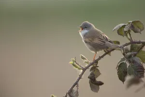 Common Whitethroat (Sylvia communis) male singing, Rhineland-Palatinate, Germany Common Whitethroat (Sylvia communis) male singing, Rhineland-Palatinate, Germany