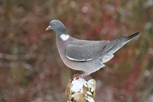 Common Wood Pigeon (Columba palumbus), Lower Saxony, Germany