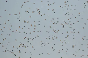 Germany Prints: Common Wood Pigeon (Columba palumbus) flying, North Rhine-Westphalia, Germany