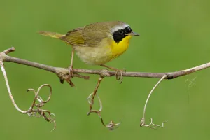 North America Prints: Common Yellowthroat (Geothlypis trichas), Texas, USA