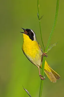 Common Yellowthroat (Geothlypis trichas) singing, Texas, USA Common Yellowthroat (Geothlypis trichas) singing, Texas, USA