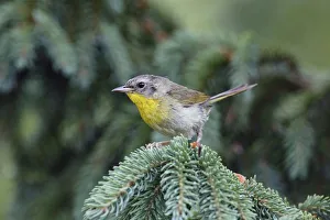 Sub Adult Prints: Common Yellowthroat (Geothlypis trichas) sub-adult male in winter, Canada