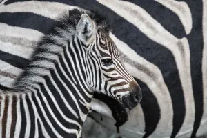 Close Prints: Common Zebra (Equus burchellii) foal standing next to its mother, Sabi Sands Game Reserve