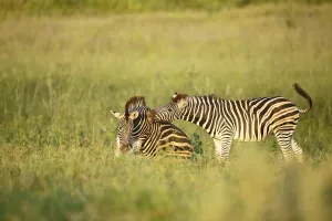Common Zebra (Equus quagga) adults playing, Kruger National Park, Limpopo, South Africa Common Zebra (Equus quagga) adults playing, Kruger National Park, Limpopo, South Africa