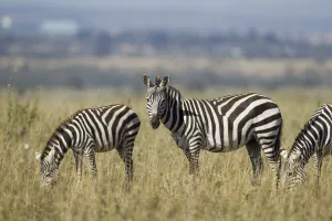 Common Zebra (Equus quagga), boehmi sub-species, Kenya, Nairobi National Park Common Zebra (Equus quagga), boehmi sub-species, Kenya, Nairobi National Park