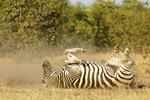 Common Zebra (Equus quagga) dust bathing, South Africa, Limpopo, Kruger National Park Common Zebra (Equus quagga) dust bathing, South Africa, Limpopo, Kruger National Park