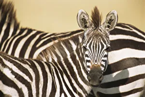 Common zebra (Equus quagga) foal portrait, Kenya, Masai Mara National Reserve