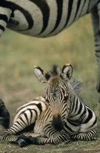 Common zebra (Equus quagga) foal resting under mother, Kenya, Masai Mara National Reserve Common zebra (Equus quagga) foal resting under mother, Kenya, Masai Mara National Reserve