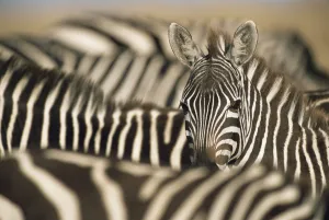 Common zebra (Equus quagga) amongst herd, Kenya, Masai Mara National Reserve