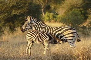 Common Zebra (Equus quagga), mare and foal. The foal is drinking, South Africa Common Zebra (Equus quagga), mare and foal. The foal is drinking, South Africa