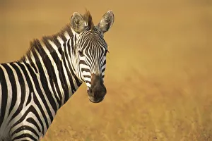 Common zebra (Equus quagga) portrait, Kenya, Masai Mara National Reserve