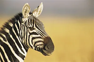 Common zebra (Equus quagga) portrait, Kenya, Msai Mara National Reserve