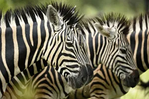 Common Zebra (Equus quagga) portrait in profile, wet from rain, Kruger National Park Common Zebra (Equus quagga) portrait in profile, wet from rain, Kruger National Park