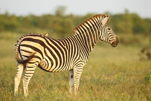 Common Zebra (Equus quagga) with Red-billed Oxpecker (Buphagus erythrorhyncus)