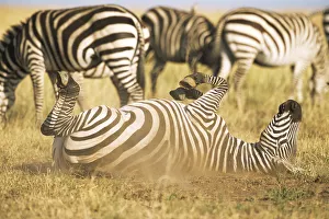 Common zebra (Equus quagga) rolling in dust, Kenya, Masai Mara National Reserve