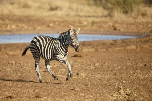 Waterhole Prints: Common Zebra (Equus quagga) running away from a waterhole, South Africa, Mpumalanga