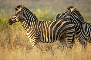 Common Zebra (Equus quagga) showing affection by resting its head on the back of another