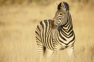Common Zebra (Equus quagga) standing in grasland, feeding on vegetation, South Africa Common Zebra (Equus quagga) standing in grasland, feeding on vegetation, South Africa