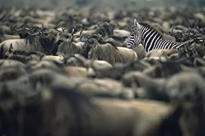 Common zebra (Equus quagga) amongst wildebeest herd (Connochaetes taurinus), Kenya