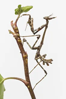 Conehead Mantis (Empusa pennata) nymph in front of white background, Galicia, Spain Conehead Mantis (Empusa pennata) nymph in front of white background, Galicia, Spain