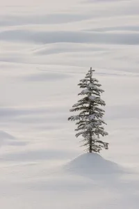 Coniferous tree in snow, Banff National Park, Alberta, Canada Coniferous tree in snow, Banff National Park, Alberta, Canada