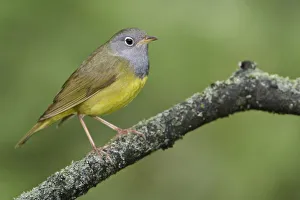 North America Prints: Connecticut Warbler (Oporornis agilis), Manitoba, Canada