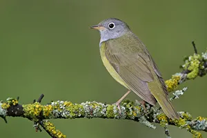 Connecticut Warbler (Oporornis agilis), Manitoba, Canada